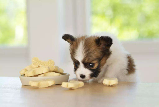 营养膏适合什么时候喂 哪些狗狗需要补充营养膏