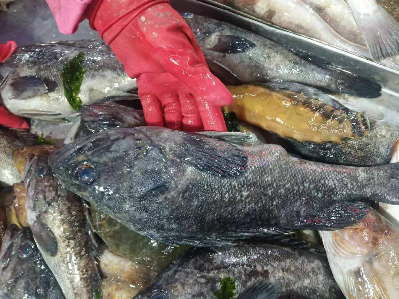 海魚的種類圖片,海魚種類名稱圖片大全