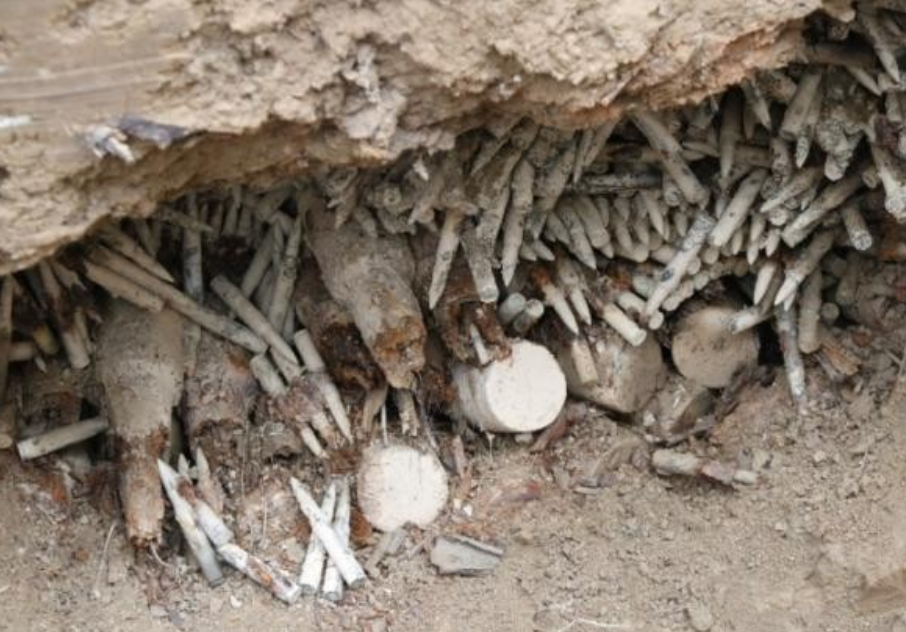 �ձ�Ͷ����͵͵��ը�������ҹ���60����ϱ����ķ��ֵ����񵯵�