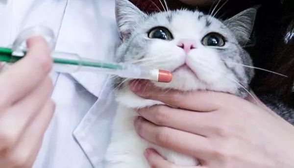 猫鼻支是怎么诊断的，又该怎么办呢？|猫鼻支治疗方法一览
