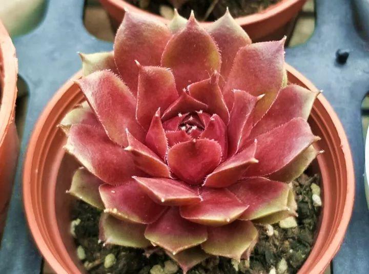 星雅轩:叶子边缘的红色好似玫瑰粉,是非常浪漫的品种.