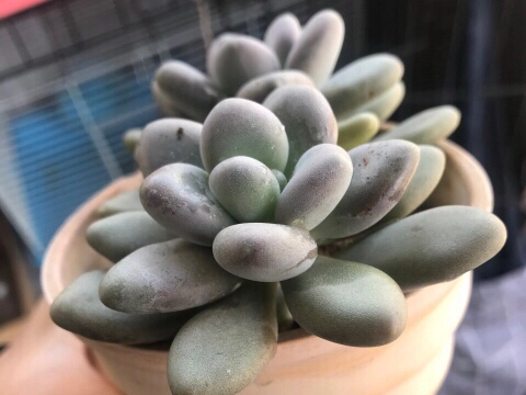 多肉植物所代表的花语（干货分享多肉植物的花语大全）