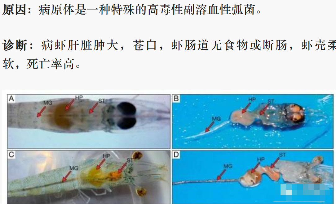 对虾养殖为啥亏本？疾病预防是核心！超详细解析对虾的各种疾病