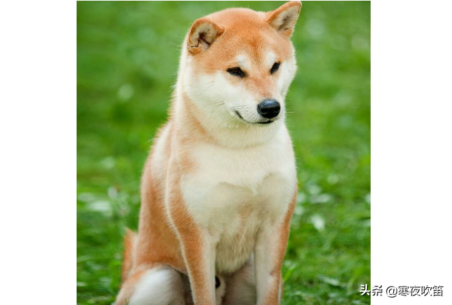 世界十大最贵的狗 罗秦犬排第一，价值4.8万元