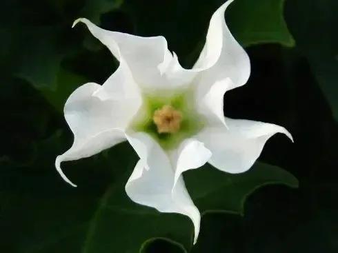 十大地狱恶魔之花(象征黑暗的地狱十种恶魔之花)