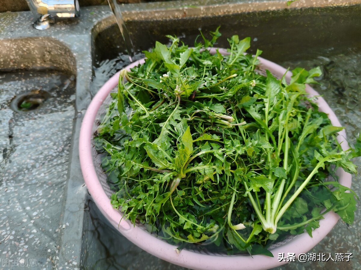 农村能吃的野菜100种大全(教你认识100种野菜和吃法)