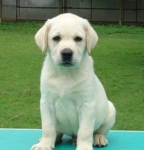 导盲犬训练成本大概12万，一文带你了解，一只导盲犬是如何服务的