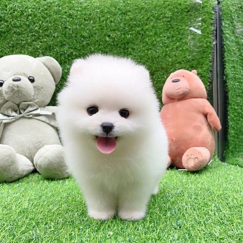 警犬会绝育吗？通过绝育的利弊，了解工作犬的特点和要求