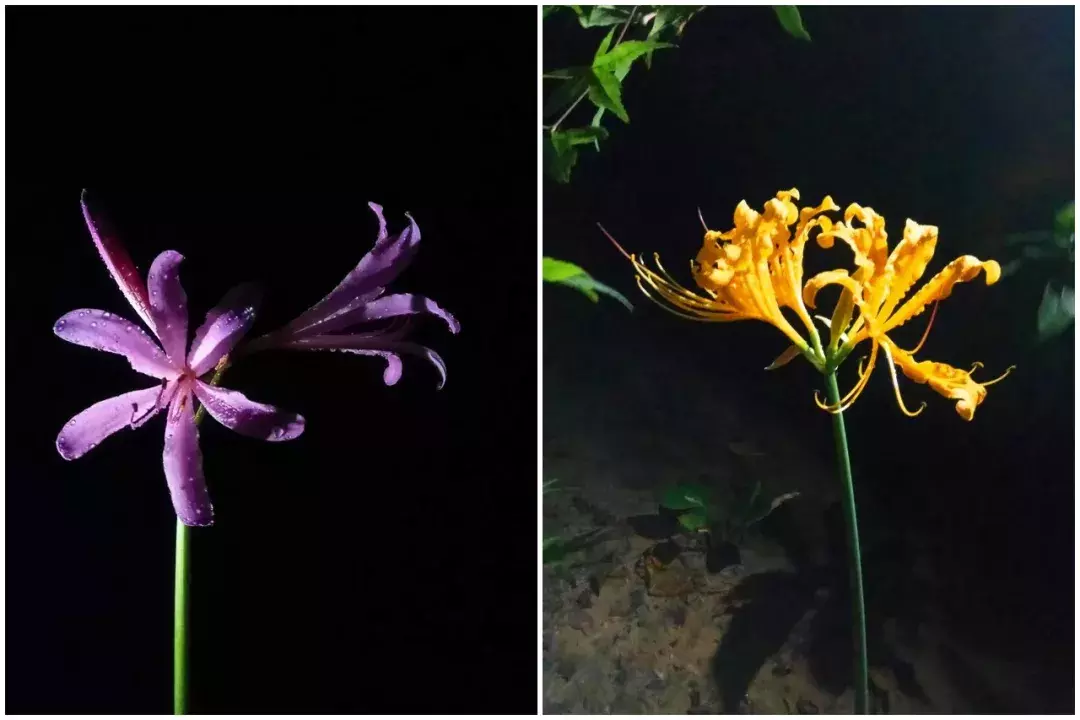这是一株有故事的花——花开无叶,花落叶生