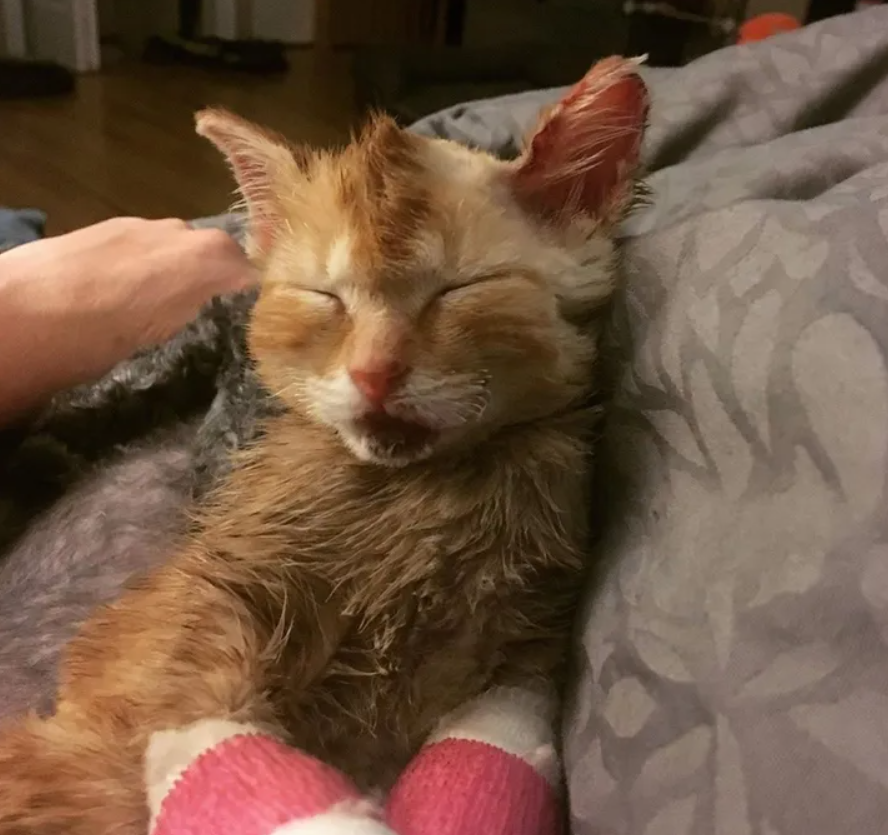 五周大的小橘貓被困於大火中，被救後的狀態讓每個人都驚嘆不已