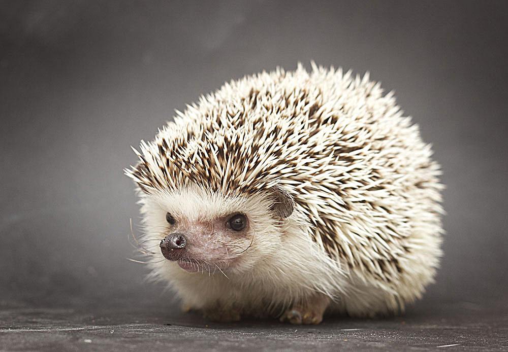 东北五大仙之白仙