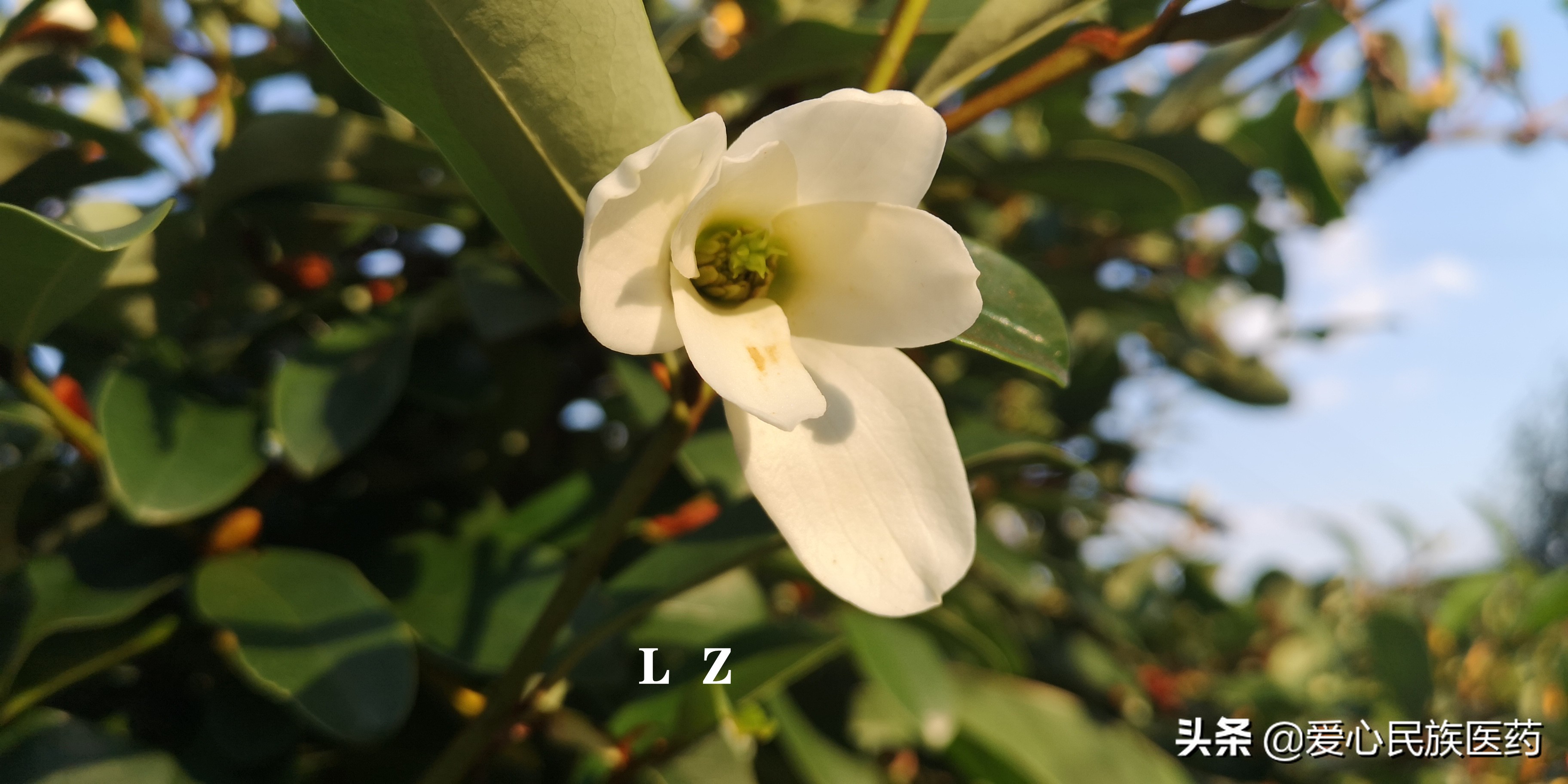 盈盈含笑訴衷腸賞花同時你知道含笑的幾種功效呢 天天看點