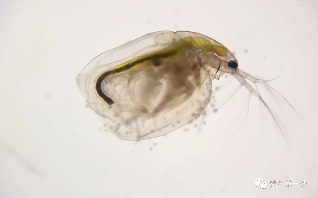 食藻蟲與枝角類：說一說水生態修復的神奇工具——食藻蟲
