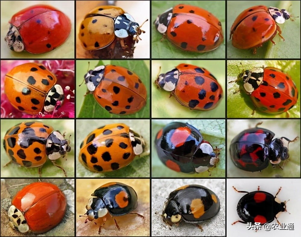 七星瓢虫的种类 分类图片
