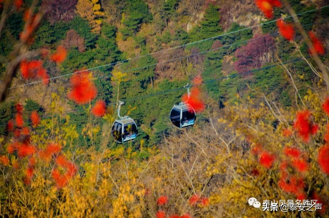 深秋泰山：一年好景君须记，最是橙黄橘绿时