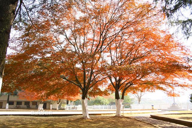 这所日渐式微的一本高校，还能“醒来”吗