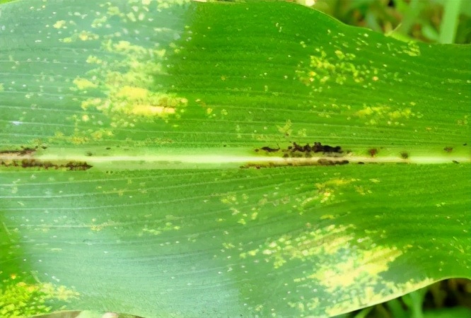 一,如何区分这3种病害?