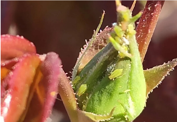 蚜虫防治用哪些药剂（常见蚜虫种类介绍及防治方案大全）