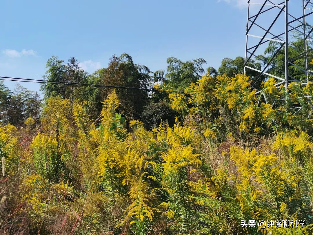 全城“围剿”！加拿大一枝黄花祸害我国多地，为什么这么难控制？