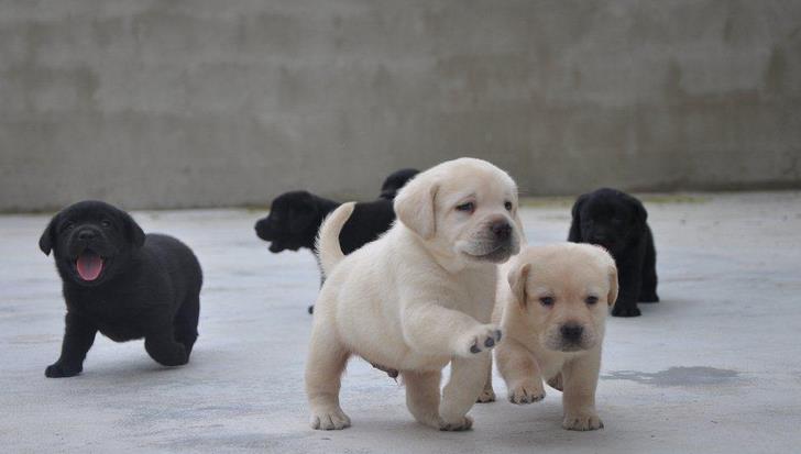 世界犬种智商排名榜前 30 名的聪明狗狗
