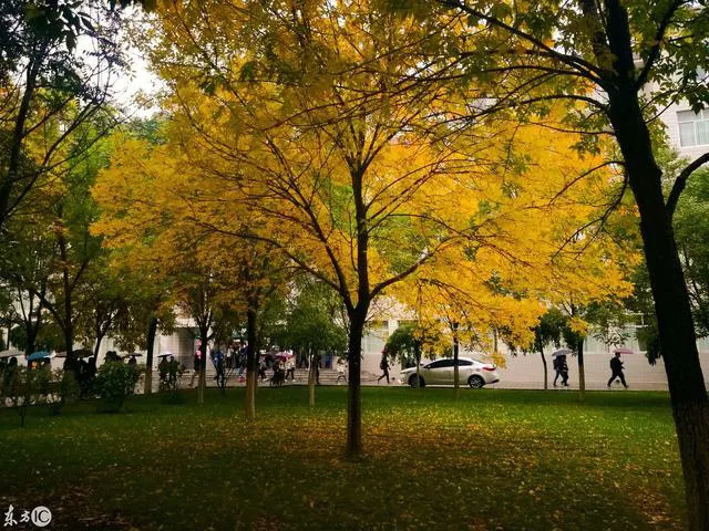 悠悠然然,随心而行,静听花落,坐看云舒,读他们笔下这些诗