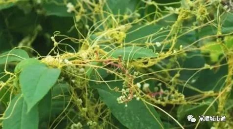 “温柔杀手”入侵富顺，你认识“他”吗？