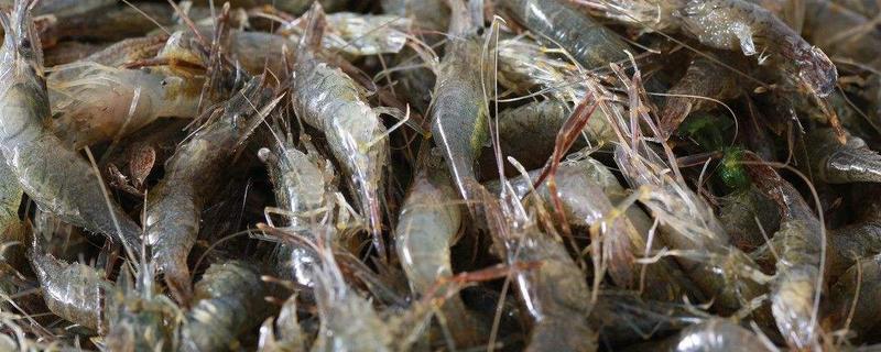 河虾吃什么？食性杂，可投喂的饵料很多 附河虾养殖技术