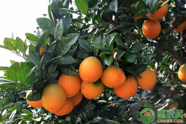 2020年橙子价格多少钱一斤？橙子有哪些功效和作用？
