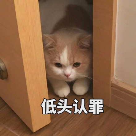 猫咪表情包：可以但没必要，有必要但不可以