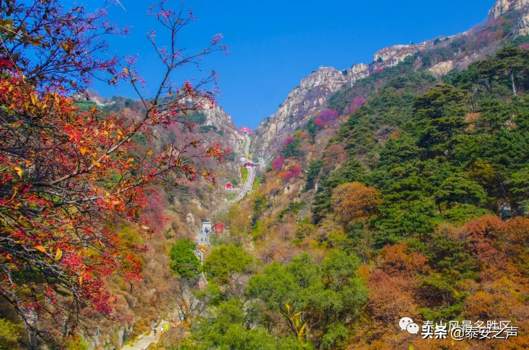 深秋泰山：一年好景君须记，最是橙黄橘绿时