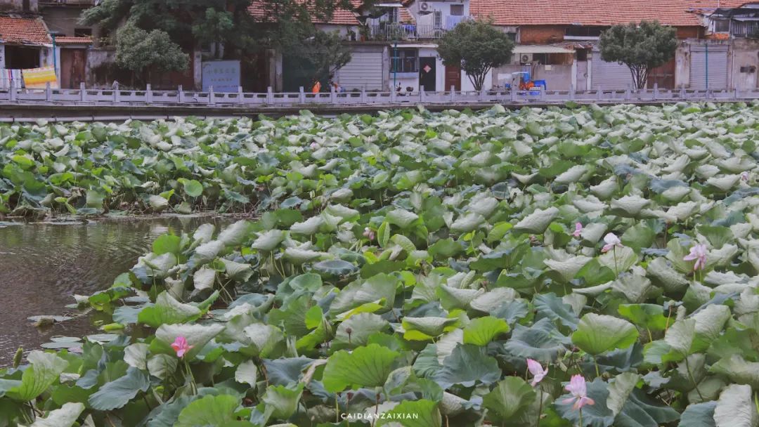 情人桥、城南路、二小巷子、蔡正街等地方，勾起你多少回忆？