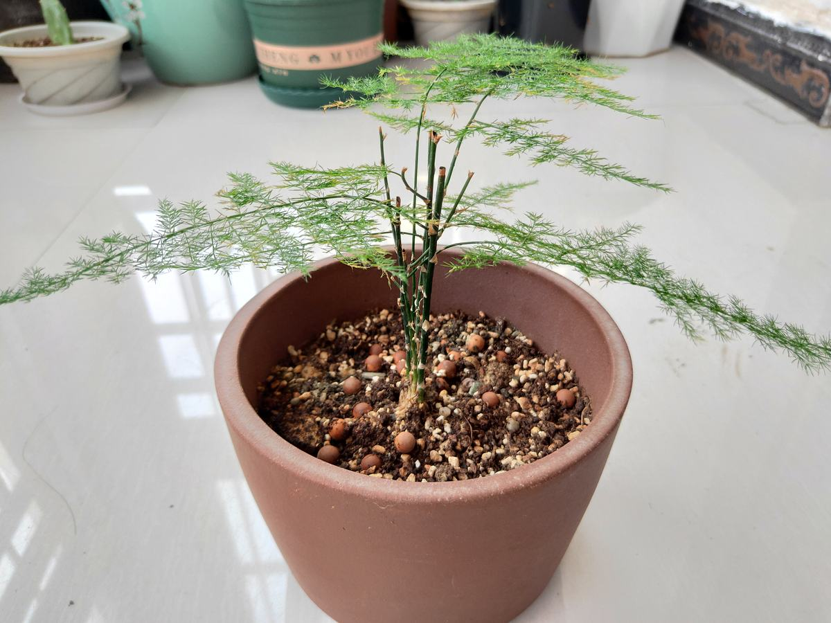 植物名称大全（80种常见植物图解，出门识花不求人）