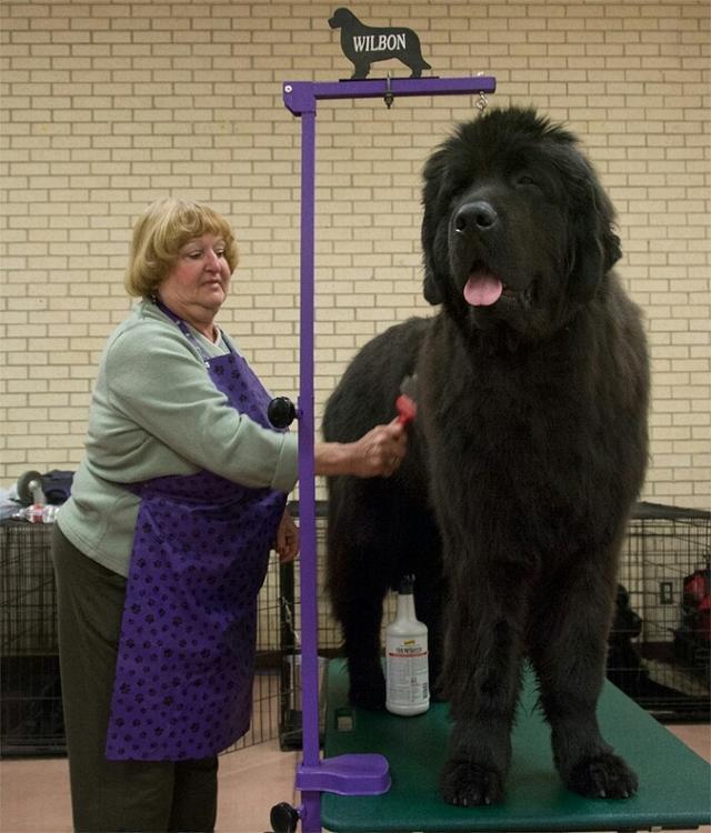 巨型犬体型排名前十名（世界上最大的10种狗狗）