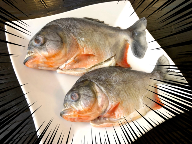 食人魚能吃嗎,
