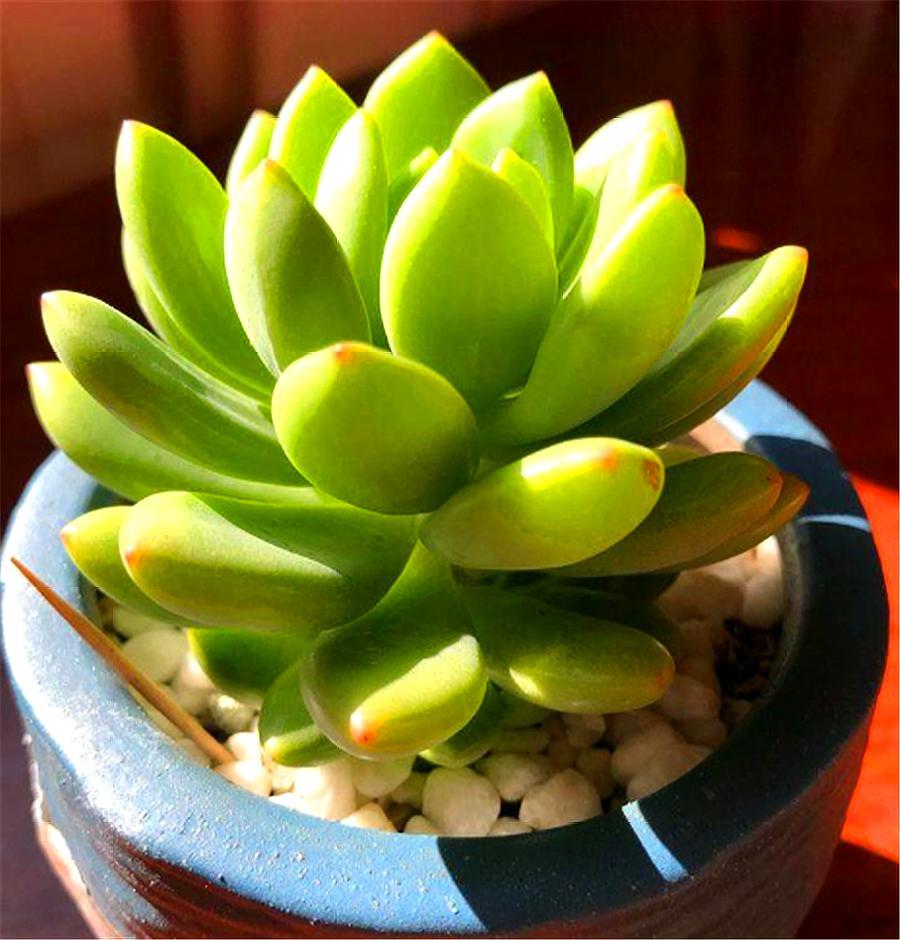 多肉凝脂莲,耐寒耐热爱爆头,3个"小技巧",轻松养成果冻色