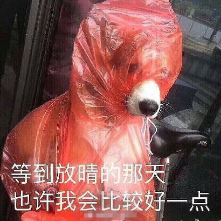 吐槽天天下雨的表情包｜让苍天知道我不认输