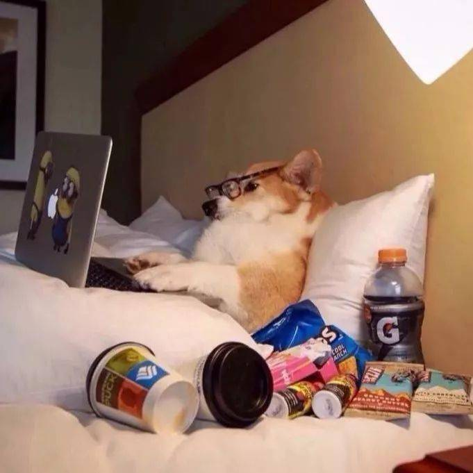 适合当头像的狗狗图片(蠢萌的柴犬头像) - 赤虎壹号