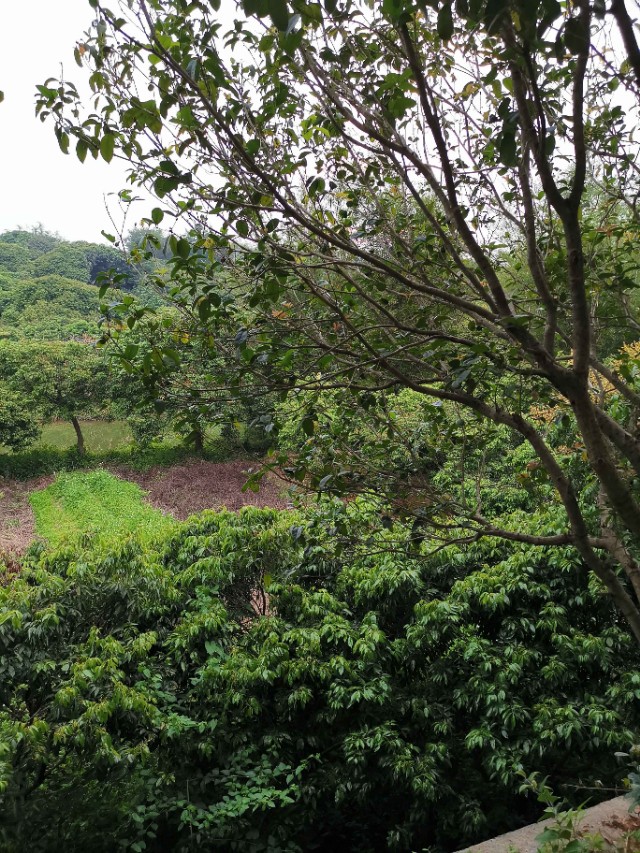 旅行印记：看到一片景，想起一句千古名言，还有木心老师一句话