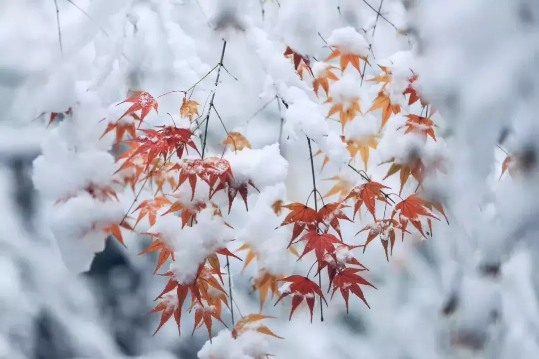 大雪纷飞，孩子们写下的诗句，美好到让人惊艳