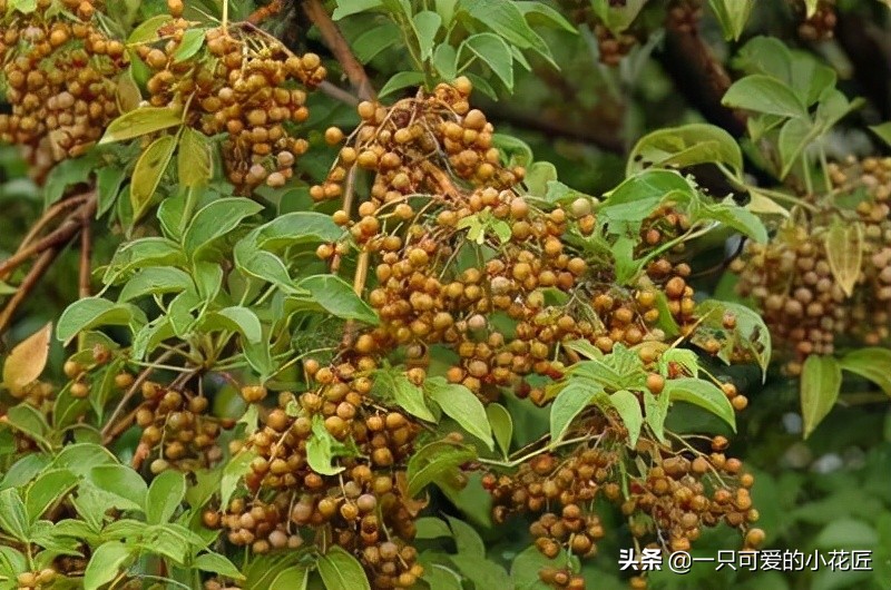 南方的重阳木树种，木材质地耐用且防腐，全身都是宝