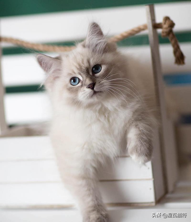 布偶猫丨山猫纹重点色