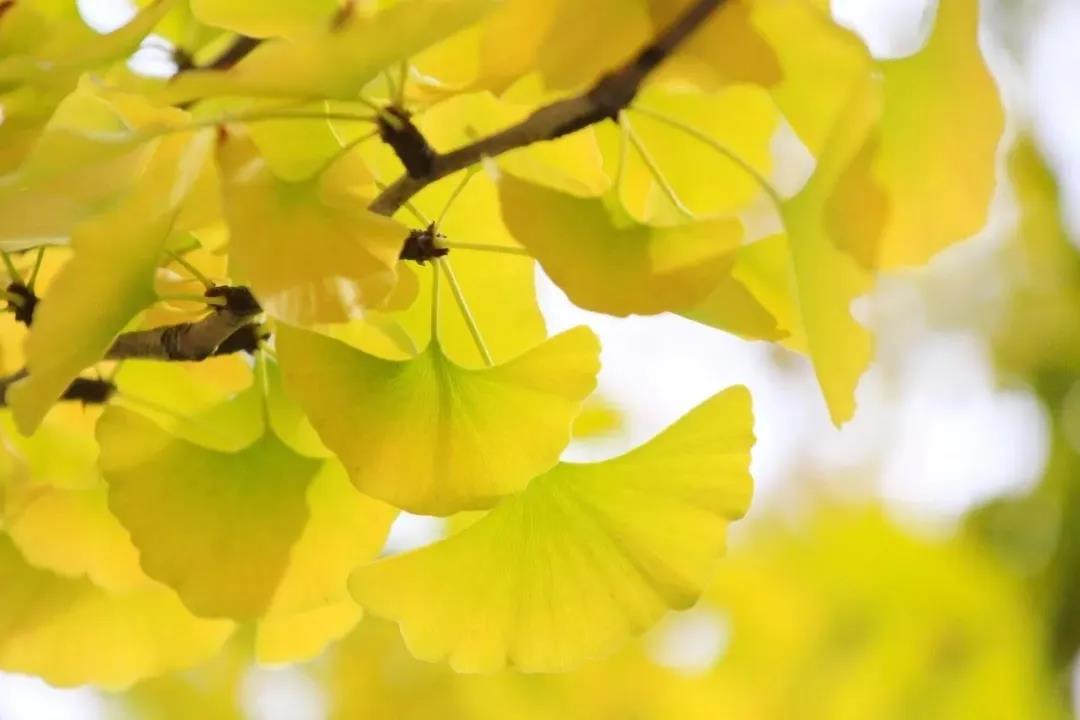 高清曝光！坐拥神仙颜值，山东最美“校花”就在这所大学里！