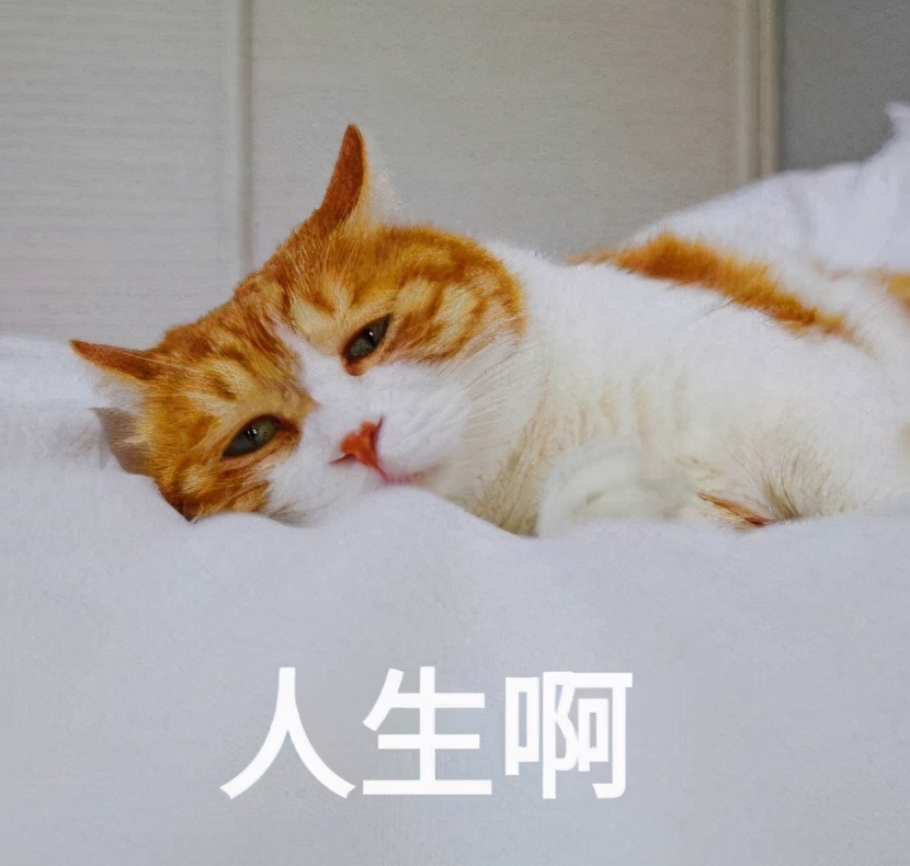 猫咪表情包合集｜在？出来玩