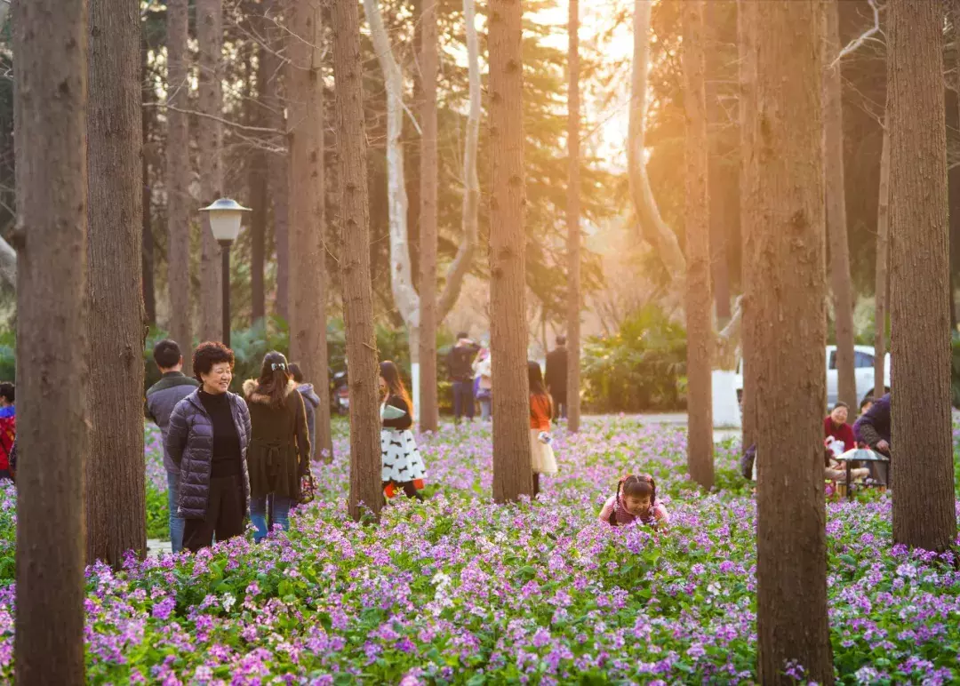 中国春天最美的10座大学，好想回去谈一场恋爱