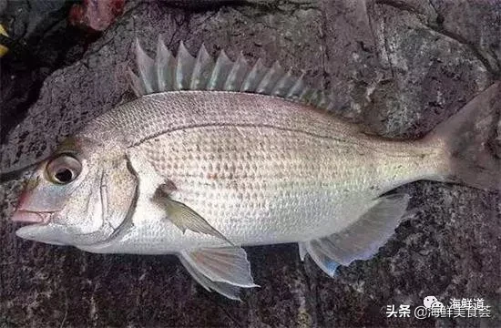 市场常见的102种海鲜，肉质鲜美，营养丰富，你们吃过几种？