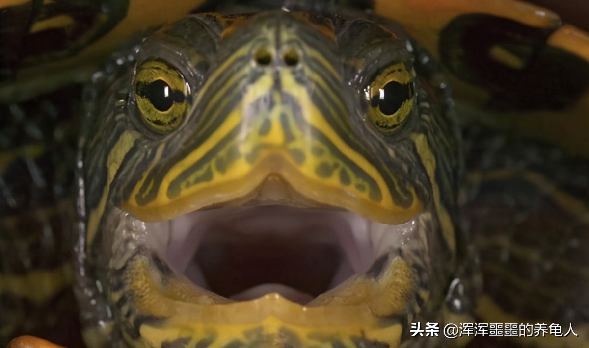 乌龟肺炎能自愈吗，乌龟肺炎的原因有哪些？