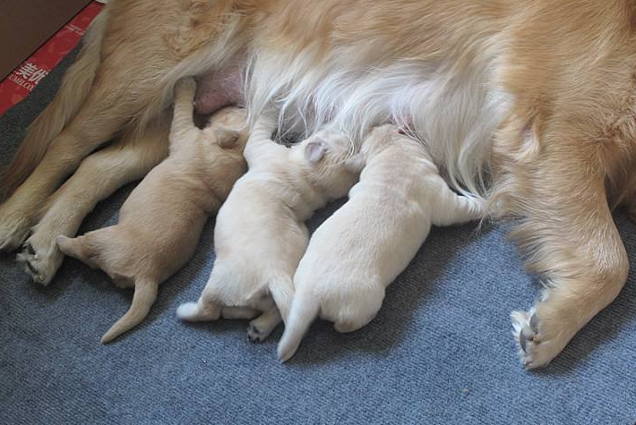 新手宠主如何照顾产后的母狗?要记住这6条