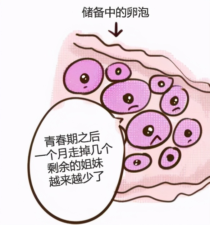 半年没来月经会不会影响生育 闭经之后还能怀孕吗