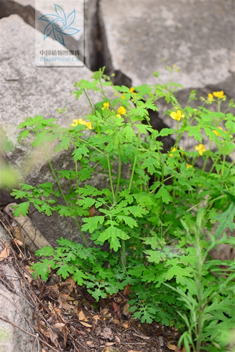 黄连的图片地黄连