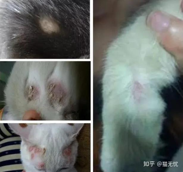 猫咪眼睛红肿有分泌物用什么药（小猫常见病以及处理方法）